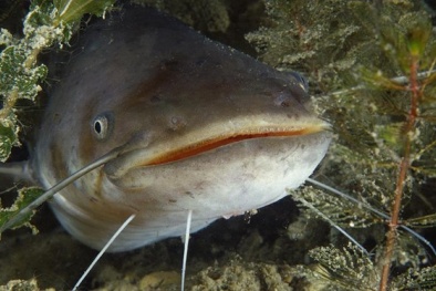 Chữa vết thương nhờ bong bóng cá